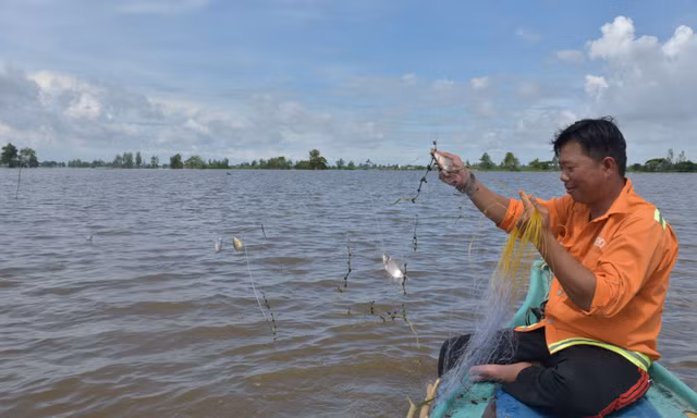 Vợ chồng ông Trần Văn Hồng vừa giăng lưới xong trên đồng lũ An Giang