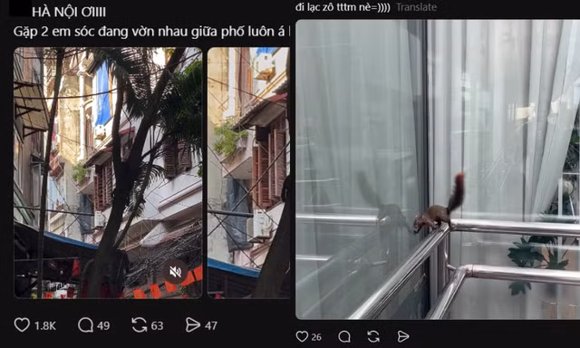 Tại sao người dân Hà Nội liên tục gặp sóc "chạy rào" Hồ Tây, vờn nhau trên phố?