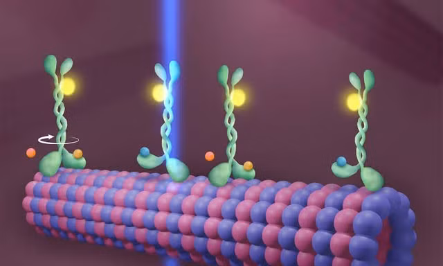 Tìm hiểu về Kinesin - những "shipper hạnh phúc" quan trọng với cơ thể người