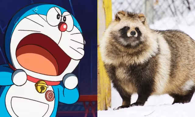 Không phải chồn, đây mới là loài vật mà mèo máy Doraemon hay bị lầm tưởng