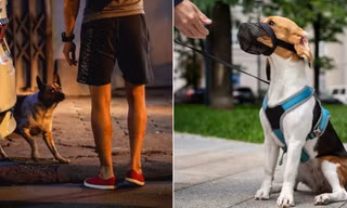 Người dắt chó ra nơi công cộng phải có dây xích và đeo rọ mõm cho chó