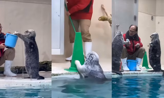Biệt đội rái cá nhí "tăng ca" ngoài giờ làm ở thủy cung gây sốt cõi mạng