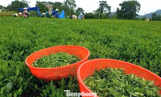 Doanh nghiệp nói về điều quan trọng hơn cả lãi suất thấp 