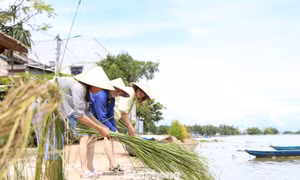 Khách Tây thích thú chẻ cói, dệt chiếu ở Hội An