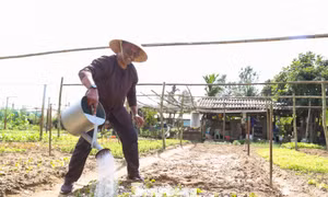 Khách Tây hào hứng làm nông dân gánh nước, trồng rau 
