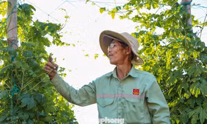 Vựa rau ở Gia Lai hồi sinh đón Tết