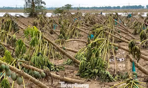 Cây trồng, hoa màu gãy đổ la liệt sau lũ ở Đà Nẵng