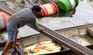 Cá nuôi lồng chết hàng loạt bất thường trên sông ở TP. Huế