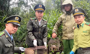 Hai mẹ con động vật quý hiếm được phát hiện đi lạc vào vườn dân tại Huế