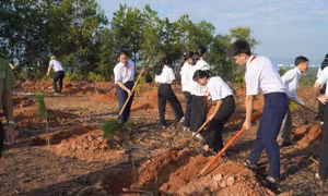 Lãnh đạo Đà Nẵng: Thiệt hại từ thiên tai càng thấm thía giá trị của một thành phố được bảo vệ bởi rừng và cây xanh