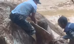 Clip: Công nhân lái máy múc được cứu thoát hy hữu khỏi lũ bùn ở Đà Nẵng 