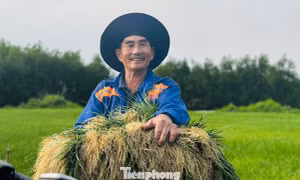 'Thủ phủ' kiệu xứ Quảng rộn ràng vào vụ thu hoạch Tết