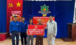 Thanh niên học khởi nghiệp từ 'quốc bảo' sâm quý