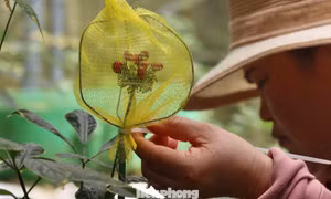 Khoác 'áo giáp' cho từng chùm hạt sâm Ngọc Linh giữa đại ngàn