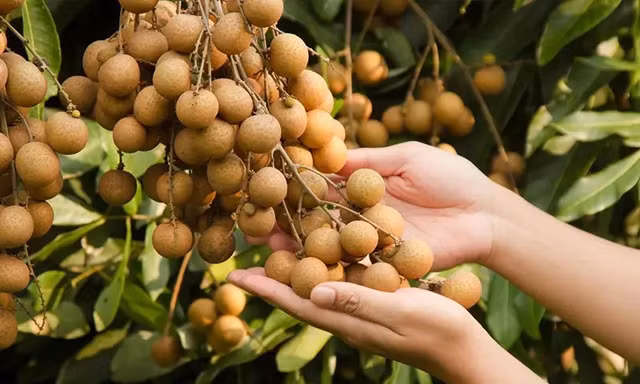 Tri thức dân gian trồng và chế biến nhãn lồng Hưng Yên được đề xuất ghi danh di sản văn hóa phi vật thể nhân loại