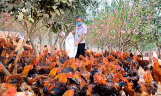 Hải Dương: Gà đồi Chí Linh gặp khó do COVID-19