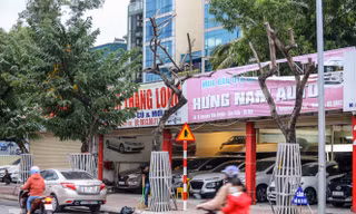 Hàng cây sưa đỏ phố Nguyễn Văn Huyên chết khô, 'vô phương cứu chữa'