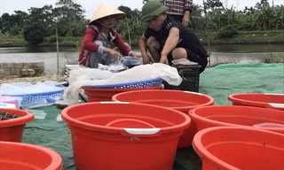 Nghề 'săn lộc trời' kiếm hàng chục triệu mỗi ngày ở Hải Phòng
