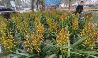 Tràn lan hoa lan Trung Quốc
