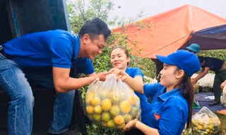Tuổi trẻ Nghệ An giải cứu hàng tấn quýt cho người dân