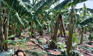 Khu vực vườn chuối.