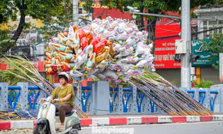 Mía lộc thắt nơ đỏ đổ bộ đường phố Hà Nội chờ Giao thừa