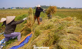 Nông dân Hà Nội hối hả gặt lúa 'chạy' bão số 11