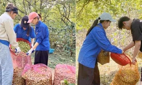 Thanh niên Sơn La 'giải cứu' vườn mận sau mưa đá