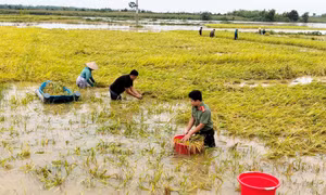 Chủ tịch xã cùng bộ đội, công an lội ruộng gặt lúa chạy lũ giúp dân