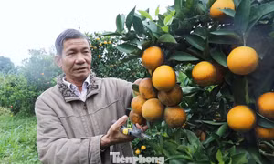 Lão nông Sơn La ứng dụng công nghệ, giúp nhiều người thoát nghèo