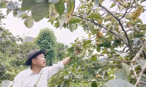Người thầy gieo chữ, gieo mầm giảm nghèo bền vững ở nơi 'đá nhiều hơn đất'