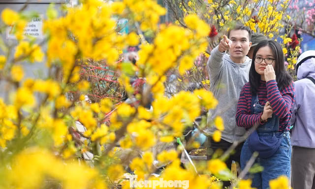 Hà Nội: Mai vàng giảm giá sâu vẫn ế ẩm