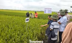 Cần có gạo Việt xanh, phát thải thấp