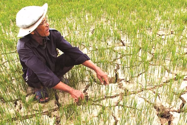 Thủ tướng chỉ đạo các địa phương chủ động chuyển đổi diện tích đất lúa không đảm bảo nước tưới sang cây trồng cạn có hiệu quả cao hơn.
