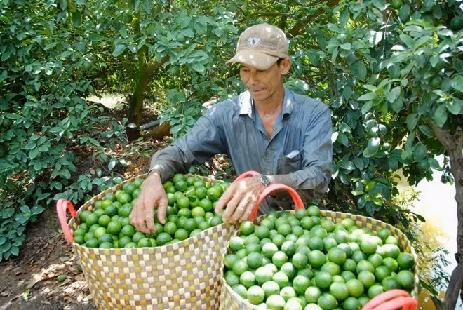 Năm 2018, do giá chanh xuống thấp, nhiều hộ dân đã chặt cây chanh làm củi