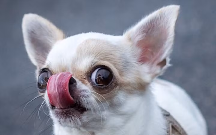 Chó Chihuahua