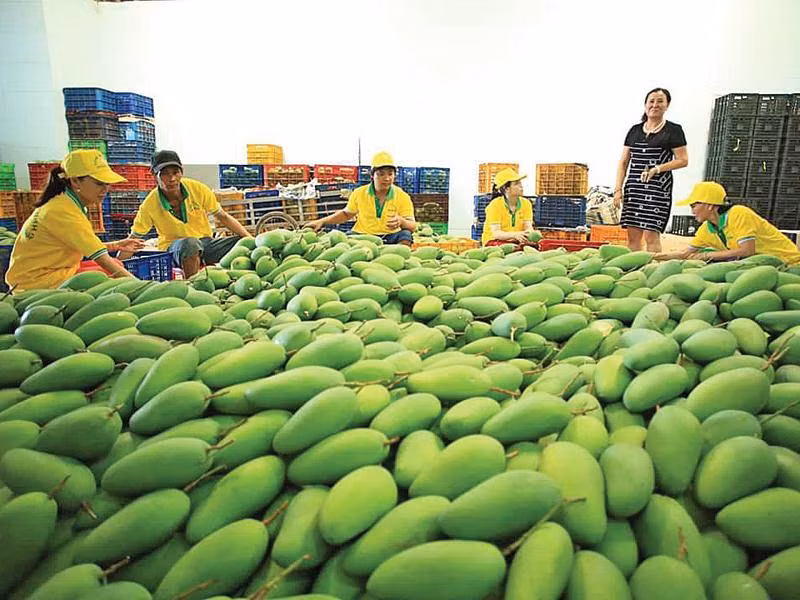 Xoài là một trong những mặt hàng sẽ bị EU kiểm dịch chặt chẽ từ ngày 1/9/2019