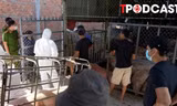 NÓNG 18/7: Phát hiện lợn nhiễm dịch tả lợn châu Phi sắp 'biến' thành lạp xưởng