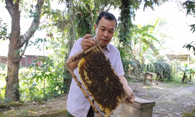 Ông lão và phép màu ‘bắt’ ong làm mật giữa mùa đông 