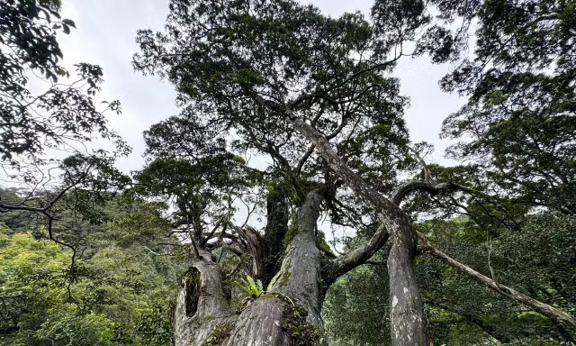 Bảo vệ quần thể bách xanh lớn nhất thế giới, mở tour du lịch sinh thái