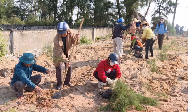 Cưỡng chế công trình, trồng lại 1.000 cây phi lao tại khu rừng ven biển bị xâm hại ở Quảng Trị 