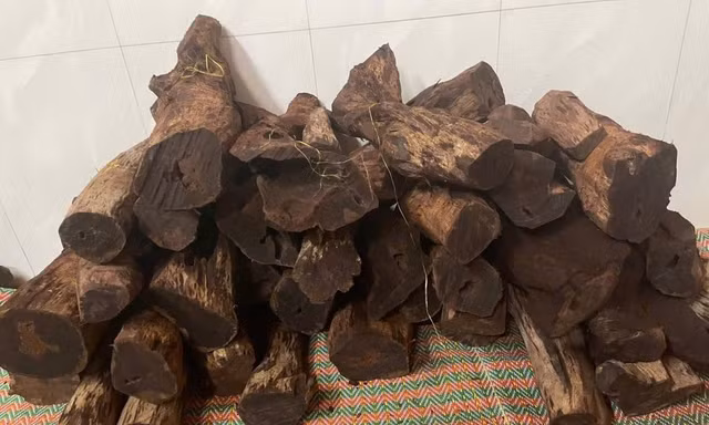 Gỗ mán đỉa 'sốt giá' bất thường 