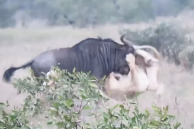 VIDEO: Sư tử ‘nhừ tử’ vì bị linh dương đầu bò phản đòn