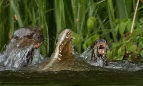 Gia đình rái cá hợp sức đoạt mạng cá sấu caiman