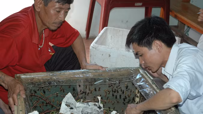 Nguyễn Thế Thắng (áo trắng) đang hướng dẫn cách nuôi dế cho nông dân huyện Cẩm Xuyên (Hà Tĩnh)