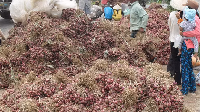 Hành tím tồn đọng trong dân. Ảnh: Ngọc Duyên