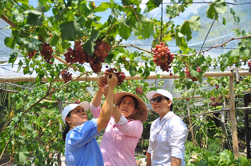 Vườn nho trĩu quả trên vùng đất phèn mặn thu hút khách du lịch