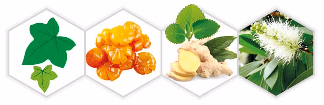 Dịch ép quả tắc, đường phèn kết hợp cao lá thường xuân, tinh dầu (gừng, húng chanh, tràm) giúp bổ phế, nhuận phế, giảm ho cho trẻ