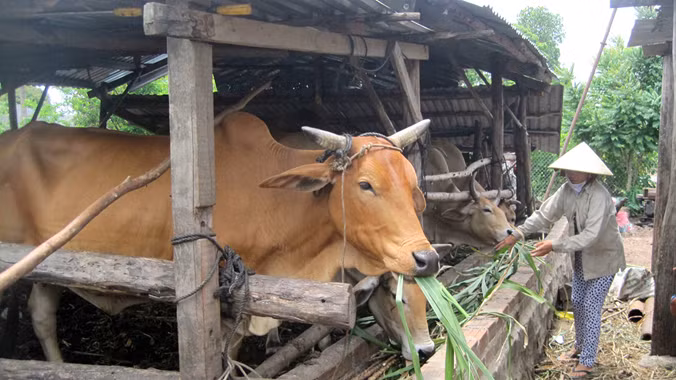 Chăn nuôi bò thịt giúp người dân vượt qua cái nghèo và ổn định cuộc sống. Ảnh: Ngọc Châu