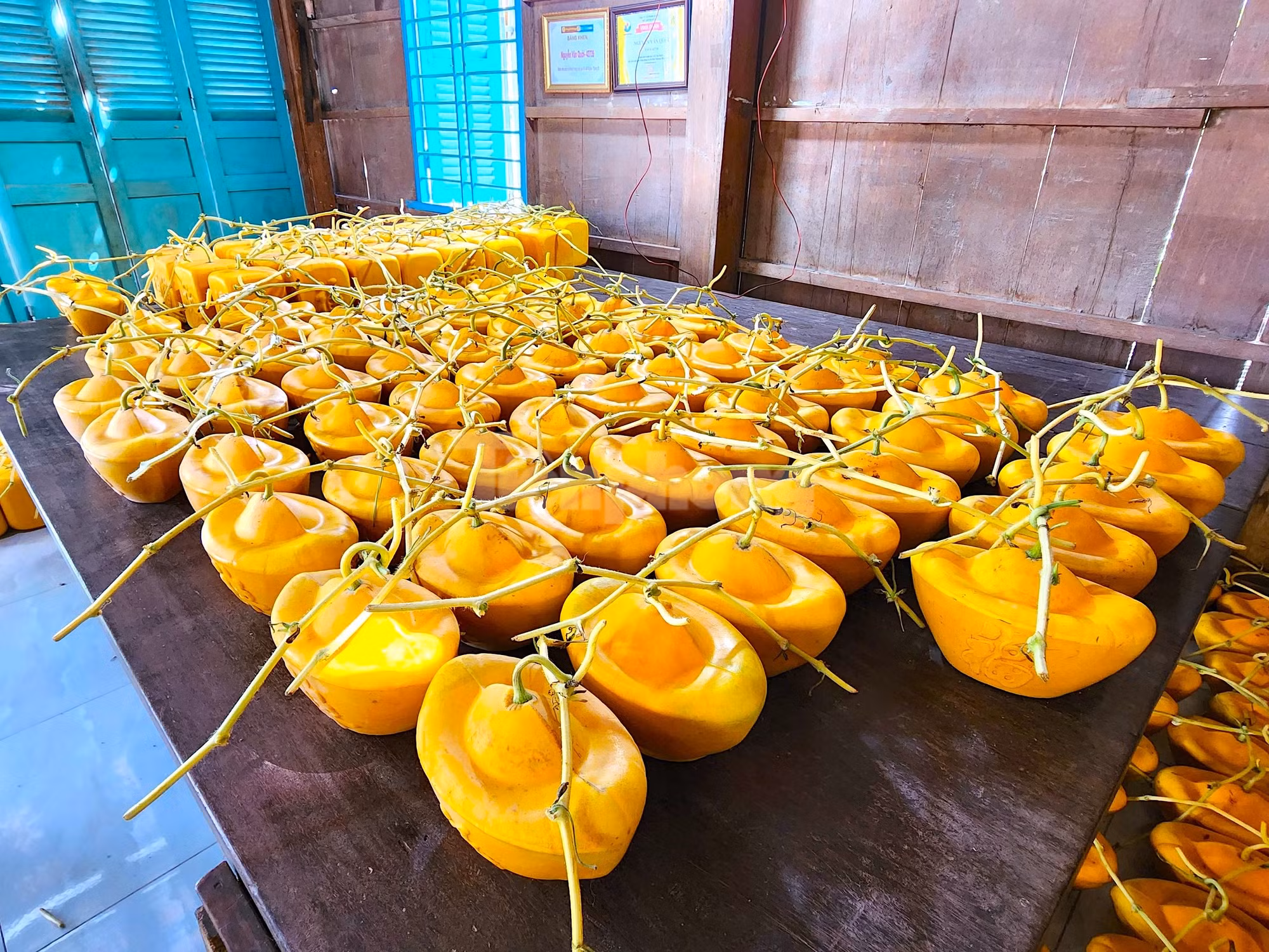 Trong dịp Tết Nguyên đán Quý Mão 2023, ông Cưng trồng khoảng 4.000 dây dưa hấu Kim Hồng (vỏ vàng, ruột đỏ). Trong đó, ông chọn ra 600 dây có trái phát triển tốt để tạo hình (Ảnh: Kim Hà).